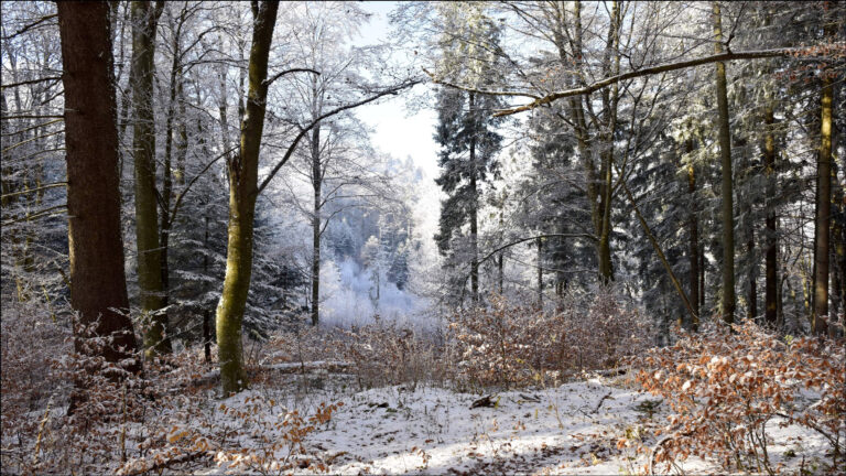 Erika Bartha - Bartha_Erika_Listening-to-the-forest